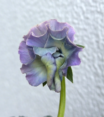 育種ビオラ 今年人気アソート5株セットD【フェデネージュトイプー・アールドフルール・フェデネージュボンソワレ・ユニヴェール・ウエディングドレス】