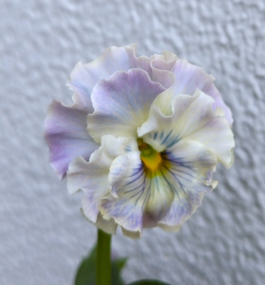 育種ビオラ 今年人気アソート5株セットF【フェデネージュトイプー・アールドフルール・ユニベール・ウエディングドレス・フェデネージュボンソワレ】