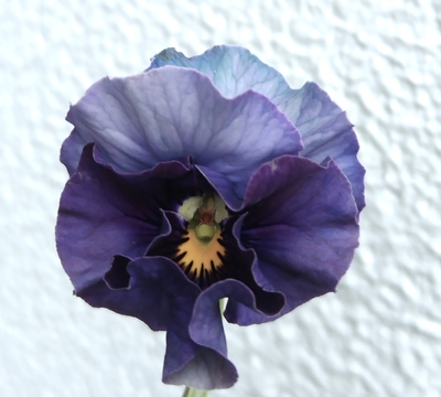 育種ビオラ 今年人気アソート5株セットF【フェデネージュボンソワレ・アールドフルール・フェデネージュトイプー・ウエディングドレス・アントワネット】