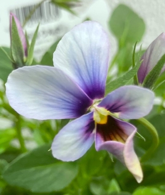 育種ビオラ 今年人気アソート5株セットG【パピヨンワールド・恋文・wittrockiana フロチョコ・多摩の星空・多摩の星空】