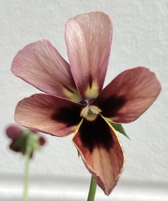 育種ビオラ 今年人気アソート5株セットH【パピヨンワールド・恋文・フロチョコ・多摩の星空・多摩の星空】