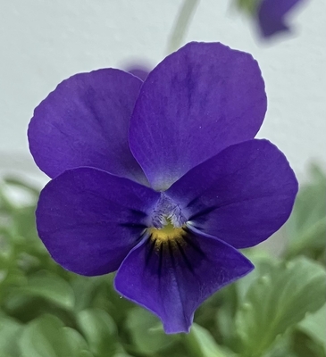 育種ビオラ 今年人気アソート5株セットI【多摩の星空・恋文・フロチョコ・パピヨンワールド・多摩の星空】