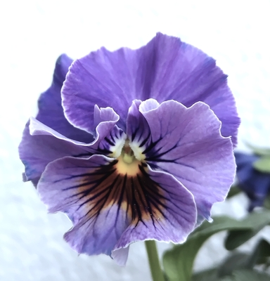 育種ビオラ 今年人気アソート5株セットJ【フェデネージュボンソワレ・ウエディングドレス・プチトリアノン・天の羽衣・多摩の星空】