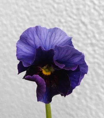 育種ビオラ 今年人気アソート5株セットK【フェデネージュボンソワレ・ウエディングドレス・プチトリアノン・天の羽衣・多摩の星空】