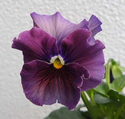 育種ビオラ 今年人気アソート5株セットL【フェデネージュボンソワレ・ウエディングドレス・プチトリアノン・天の羽衣・多摩の星空】