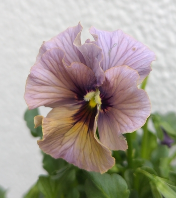 育種ビオラ 今年人気アソート5株セットM【レディ、ラピスラズリ、ユニヴェール、ドレープ・シエナ、パスフリ】