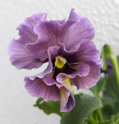 育種ビオラ 今年人気アソート5株セットO【レディ、ラピスラズリ、ユニヴェール、ドレープ・シエナ、パスフリ】