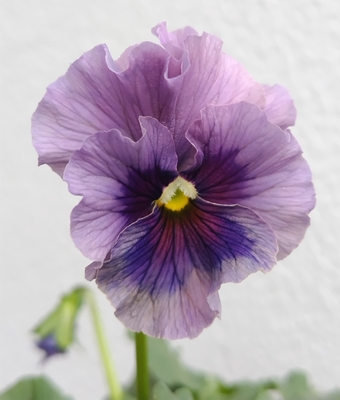 育種ビオラ 今年人気アソート5株セットS【レディ、ラピスラズリ、パスフリ桜貝、ドレープ・シエナ、ユニヴェール】