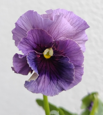 育種ビオラ 今年人気アソート4株セットA【レディ、ウェディングドレス、アントワネットロココ、ユニヴェール】