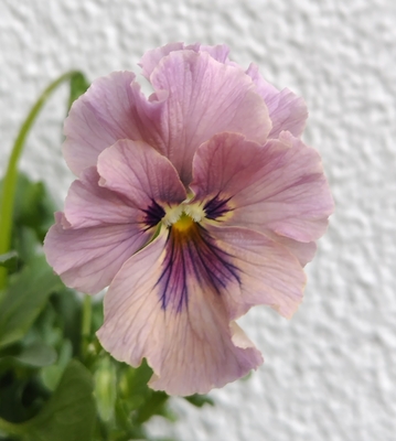 育種ビオラ 今年人気アソート4株セットB【レディ、ウェディングドレス、ユニヴェール、アントワネットロココ】