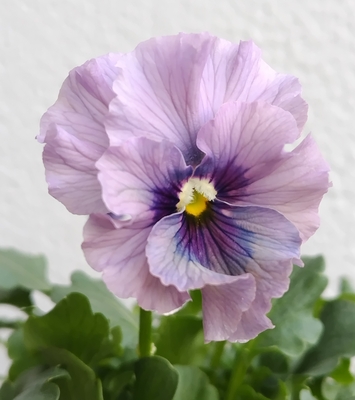 育種ビオラ 今年人気アソート4株セットC【レディ、ウェディングドレス、ユニヴェール、アントワネットロココ】