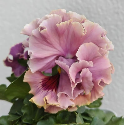 育種ビオラ 今年人気アソート4株セットD【アントワネットロココ、レディ、ウェディングドレス、ユニヴェール】