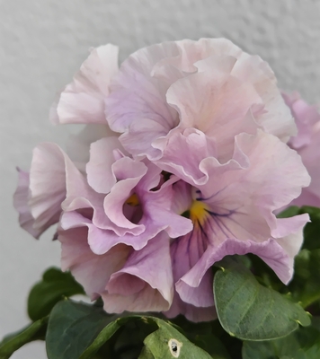 育種ビオラ 今年人気アソート4株セットE【アントワネットロココ、レディ、ウェディングドレス、ユニヴェール】