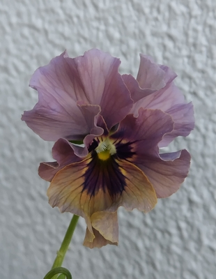 育種ビオラ 今年人気アソート3株セットA【レディ、ユニヴェール、プチトリアノン】