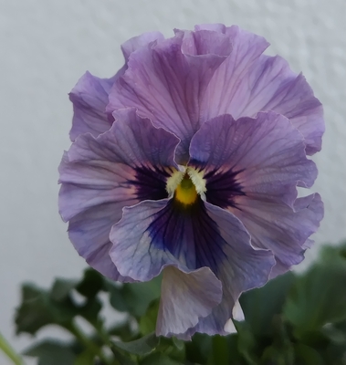 育種ビオラ 今年人気アソート3株セットB【レディ、ユニヴェール、プチトリアノン】