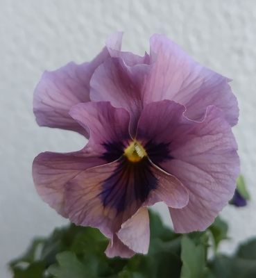 育種ビオラ 今年人気アソート3株セットC【レディ、ユニヴェール、プチトリアノン】