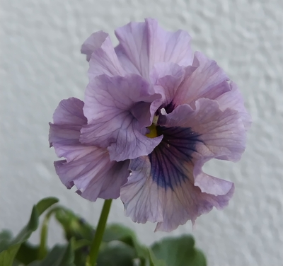 育種ビオラ 今年人気アソート3株セットD【レディ、ユニヴェール、プチトリアノン】