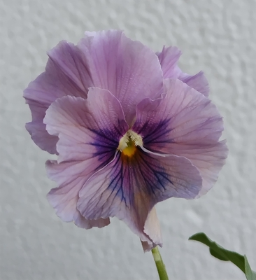 育種ビオラ 今年人気アソート3株セットE【レディ、ユニヴェール、プチトリアノン】