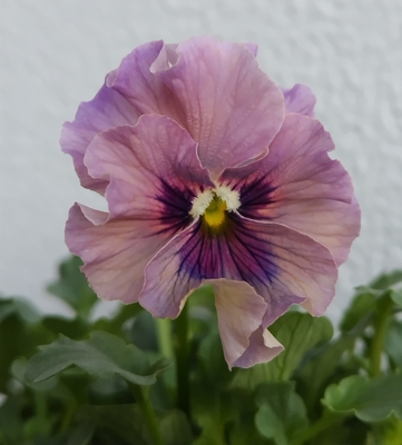 育種ビオラ 今年人気アソート3株セットF【レディ、ウエディングドレス、プチトリアノン】