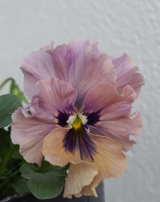 育種ビオラ 今年人気アソート3株セットG【レディ、ウエディングドレス、プチトリアノン】