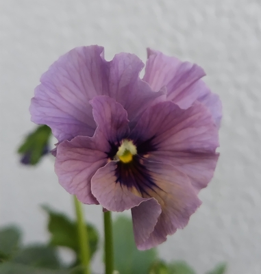 育種ビオラ 今年人気アソート3株セットH【レディ、ウエディングドレス、プチトリアノン】