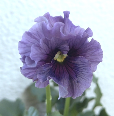 育種ビオラ 今年人気アソート3株セット①【レディ、シュヴァリエ、ラピスラズリ】