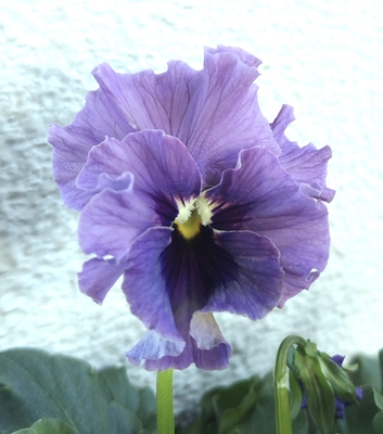 育種ビオラ 今年人気アソート3株セット②【レディ、シュヴァリエ、ラピスラズリ】