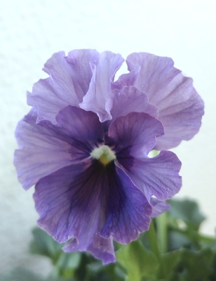 育種ビオラ 今年人気アソート3株セット③【レディ、シュヴァリエ、ラピスラズリ】