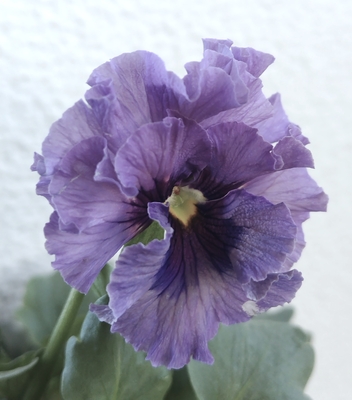 育種ビオラ 今年人気アソート3株セット④【レディ、シュヴァリエ、ラピスラズリ】