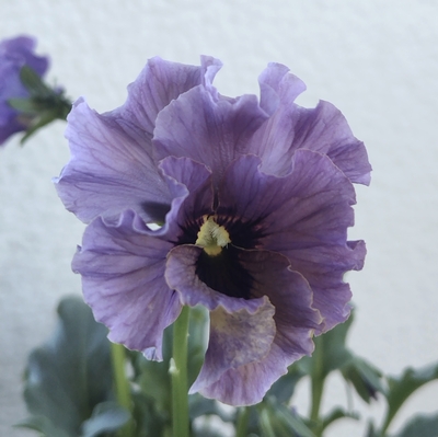 育種ビオラ 今年人気アソート3株セット⑤【レディ、シュヴァリエ、ラピスラズリ】