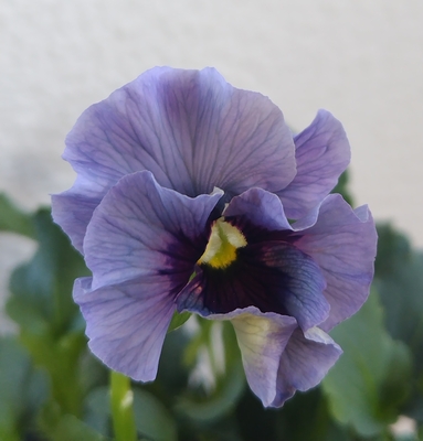 育種ビオラ 今年人気アソート3株セット⑥【レディ、ウェディングドレス、プチトリアノン】