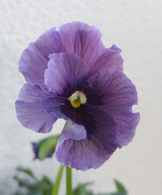 育種ビオラ 今年人気アソート3株セット⑦【レディ、ウェディングドレス、プチトリアノン】