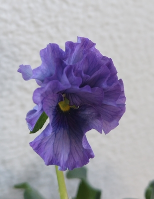 育種ビオラ 今年人気アソート3株セット⑧【レディ、ウェディングドレス、プチトリアノン】