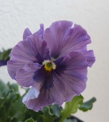 育種ビオラ 今年人気アソート3株セット⑨【レディ、ウェディングドレス、プチトリアノン】