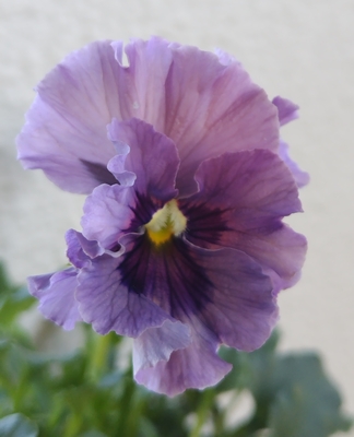 育種ビオラ 今年人気アソート3株セット⑩【レディ、ウェディングドレス、プチトリアノン】