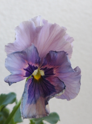 育種ビオラ 今年人気アソート3株セット⑰【レディ、フェデネージュクレープ、フェデネージュモネ積みわら】