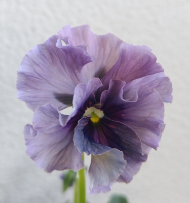 育種ビオラ 今年人気アソート3株セット⑳【レディ、フェデネージュクレープ、フェデネージュモネ積みわら】