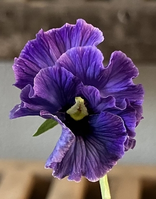 育種ビオラ 今年人気アソート3株セット⑪【レディ、ラピスラズリ、ユニヴェール】