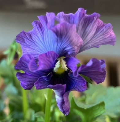 育種ビオラ 今年人気アソート3株セット⑫【レディ、ラピスラズリ、ユニヴェール】