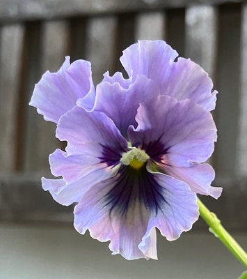 育種ビオラ 今年人気アソート3株セット⑬【レディ、ラピスラズリ、ユニヴェール】