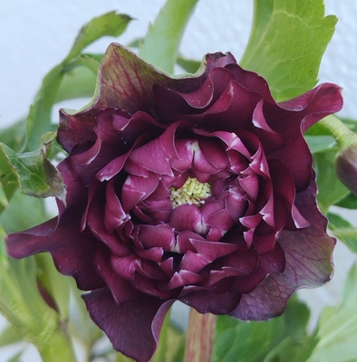 艶系ダークレッドクレオパトラ【Hi24】