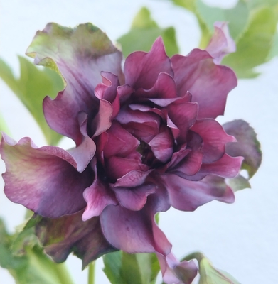 艶系クレオパトラ【Hi25】