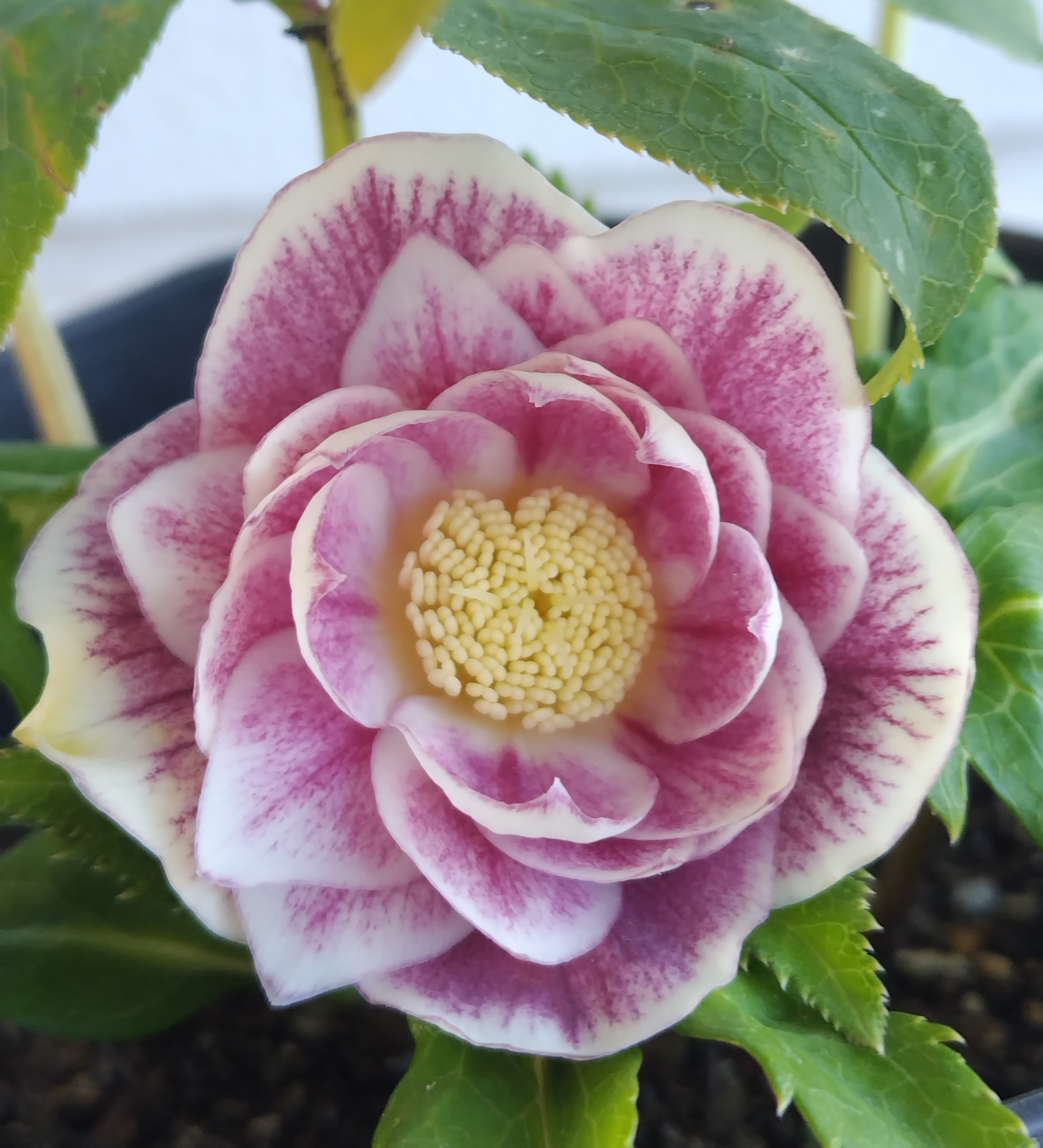 ソレイユ系dd【Hi26】 | グリーンホビー