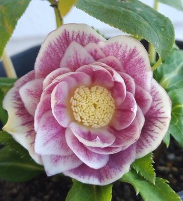 ソレイユ系dd【Hi26】