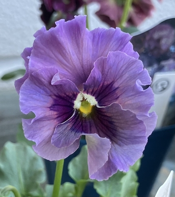 育種ビオラ 今年人気アソート3株セット⑮【レディ、ラピスラズリ、ユニヴェール】