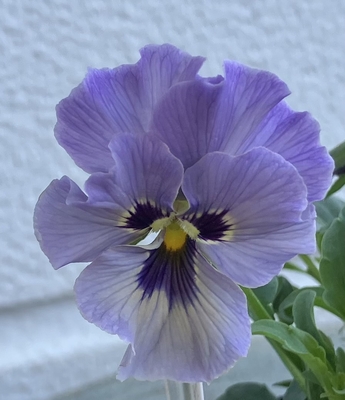 育種ビオラ 今年人気アソート3株セット⑭【レディ、ラピスラズリ、ユニヴェール】