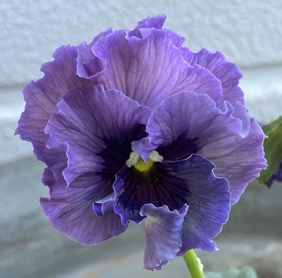 育種ビオラ 今年人気アソート3株セット⑱【レディ、フェデネージュクレープ、フェデネージュモネ積みわら】