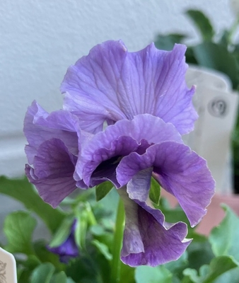 育種ビオラ 今年人気アソート3株セット⑲【レディ、フェデネージュクレープ、フェデネージュモネ積みわら】