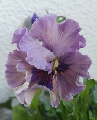 育種ビオラ 今年人気アソート3株セット㉑【レディ、ドレープ・シエナ、香りで百笑】