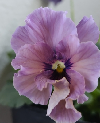 育種ビオラ 今年人気アソート3株セット㉒【レディ、ドレープ・シエナ、香りで百笑】